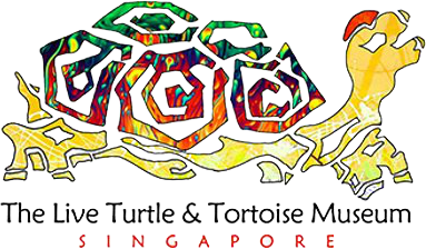The Live Turtle and Tortoise Museum
